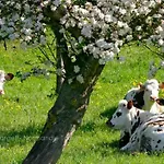 Шале En Normandie Au Coeur Du Pays D'auge